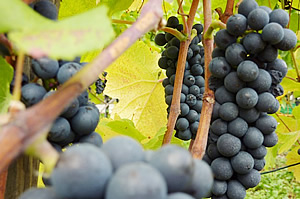 Der 2010er Pinot Noir bei der Ernte